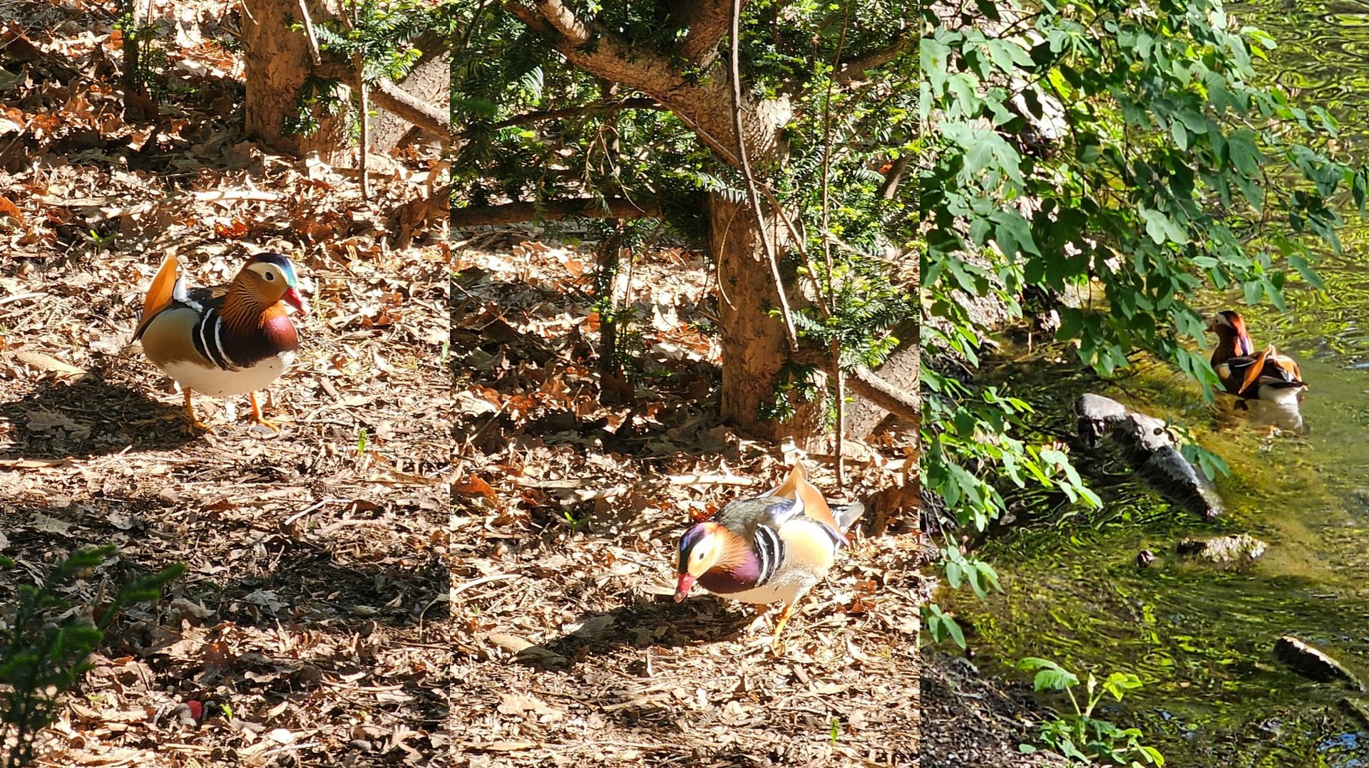 The Mandarin Duck of Neuer See